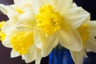 daffodils_MIW.jpg